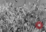 Image of French troops Vietnam French Indo China, 1952, second 55 stock footage video 65675045420