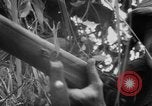 Standbild französische Truppen Vietnam French Indo China, 1953, aus Sekunde 27 historischem Filmmaterial Videoclip 65675045453