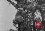 Immagine di Queen Elizabeth Australia, 1954, secondo 14 filmato di repertorio 65675045464