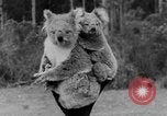 Immagine di Queen Elizabeth Australia, 1954, secondo 30 filmato di repertorio 65675045464