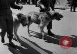 Immagine di Gli irlandesi celebrano il giorno di San Patrizio New York City USA, 1954, secondo 17 filmato di repertorio 65675045465