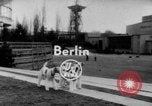 Image of International dog show Berlin Germany, 1954, second 1 stock footage video 65675045472