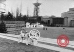 Image of International dog show Berlin Germany, 1954, second 3 stock footage video 65675045472