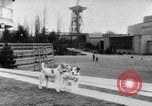 Image of International dog show Berlin Germany, 1954, second 5 stock footage video 65675045472