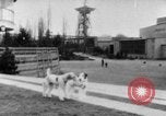 Image of International dog show Berlin Germany, 1954, second 6 stock footage video 65675045472
