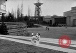 Image of International dog show Berlin Germany, 1954, second 11 stock footage video 65675045472