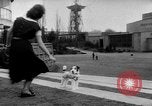 Image of International dog show Berlin Germany, 1954, second 12 stock footage video 65675045472