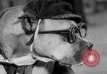 Image of International dog show Berlin Germany, 1954, second 14 stock footage video 65675045472