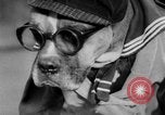 Image of International dog show Berlin Germany, 1954, second 16 stock footage video 65675045472