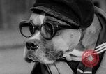 Image of International dog show Berlin Germany, 1954, second 17 stock footage video 65675045472