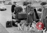 Image of International dog show Berlin Germany, 1954, second 20 stock footage video 65675045472