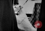 Image of International dog show Berlin Germany, 1954, second 21 stock footage video 65675045472