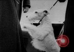 Image of International dog show Berlin Germany, 1954, second 22 stock footage video 65675045472