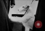 Image of International dog show Berlin Germany, 1954, second 23 stock footage video 65675045472
