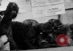 Image of International dog show Berlin Germany, 1954, second 27 stock footage video 65675045472