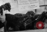 Image of International dog show Berlin Germany, 1954, second 28 stock footage video 65675045472