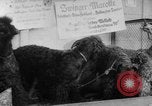Image of International dog show Berlin Germany, 1954, second 29 stock footage video 65675045472