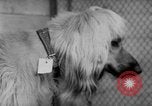 Image of International dog show Berlin Germany, 1954, second 33 stock footage video 65675045472