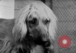 Image of International dog show Berlin Germany, 1954, second 34 stock footage video 65675045472