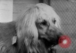Image of International dog show Berlin Germany, 1954, second 35 stock footage video 65675045472