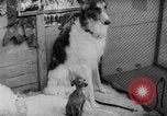 Image of International dog show Berlin Germany, 1954, second 36 stock footage video 65675045472