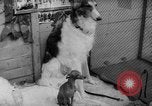 Image of International dog show Berlin Germany, 1954, second 37 stock footage video 65675045472