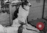 Image of International dog show Berlin Germany, 1954, second 38 stock footage video 65675045472
