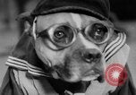 Image of International dog show Berlin Germany, 1954, second 40 stock footage video 65675045472
