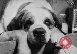 Image of International dog show Berlin Germany, 1954, second 41 stock footage video 65675045472