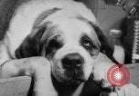 Image of International dog show Berlin Germany, 1954, second 42 stock footage video 65675045472