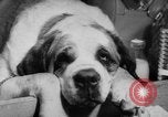 Image of International dog show Berlin Germany, 1954, second 43 stock footage video 65675045472