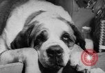 Image of International dog show Berlin Germany, 1954, second 44 stock footage video 65675045472