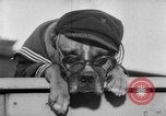 Image of International dog show Berlin Germany, 1954, second 45 stock footage video 65675045472