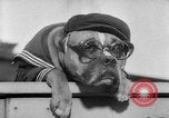 Image of International dog show Berlin Germany, 1954, second 46 stock footage video 65675045472