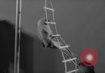 Standbild Sittich Circus Holland Niederlande, 1958, aus Sekunde 30 historischem Filmmaterial Videoclip 65675045481