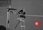 Standbild Sittich Circus Holland Niederlande, 1958, aus Sekunde 34 historischem Filmmaterial Videoclip 65675045481