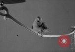 Standbild Sittich Circus Holland Niederlande, 1958, aus Sekunde 41 historischem Filmmaterial Videoclip 65675045481