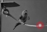 Standbild Sittich Circus Holland Niederlande, 1958, aus Sekunde 42 historischem Filmmaterial Videoclip 65675045481