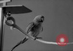 Standbild Sittich Circus Holland Niederlande, 1958, aus Sekunde 43 historischem Filmmaterial Videoclip 65675045481