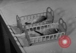 Standbild Sittich Circus Holland Niederlande, 1958, aus Sekunde 56 historischem Filmmaterial Videoclip 65675045481