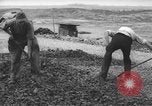Image of German workers Berlin Germany, 1948, second 54 stock footage video 65675045576