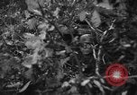 Image of German soldiers Italy, 1944, second 24 stock footage video 65675045587