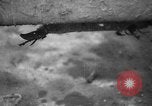 Standbild USA Soldaten Europa, 1944, aus Sekunde 17 historischem Filmmaterial Videoclip 65675045605