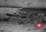 Standbild USA Soldaten Europa, 1944, aus Sekunde 32 historischem Filmmaterial Videoclip 65675045605