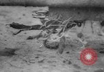Standbild USA Soldaten Europa, 1944, aus Sekunde 33 historischem Filmmaterial Videoclip 65675045605