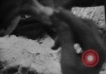 Image of Battle of the Bulge Belgium, 1945, second 48 stock footage video 65675045608