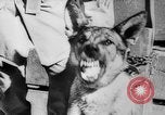 Standbild Armee Hunde United States USA, 1945, aus Sekunde 14 historischem Filmmaterial Videoclip 65675045614