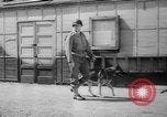 Standbild Armee Hunde United States USA, 1945, aus Sekunde 16 historischem Filmmaterial Videoclip 65675045614