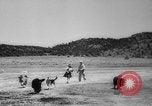 Standbild Armee Hunde United States USA, 1945, aus Sekunde 22 historischem Filmmaterial Videoclip 65675045614