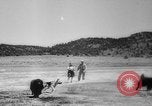 Standbild Armee Hunde United States USA, 1945, aus Sekunde 23 historischem Filmmaterial Videoclip 65675045614